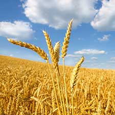 Türkiye, the top agricultural producer of Europe